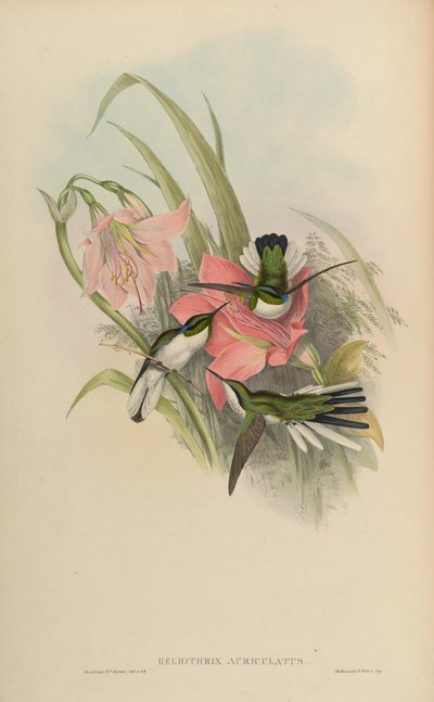 Heliothryx auriculata = Heliothryx aurita auriculata - John Gould